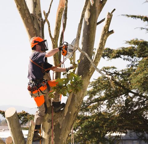 Man Cutting Large Tree — Mt Prospect, IL — Roy’s Tree Service Man Cutting Large Tree — Mt Prospect, IL — Roy’s Tree Service