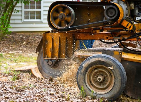 Stump Removal — Mt Prospect, IL — Roy’s Tree Service Stump Removal — Mt Prospect, IL — Roy’s Tree Service