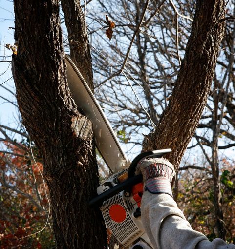 Cutting Tree Using Chainsaw — Mt Prospect, IL — Roy’s Tree Service Cutting Tree Using Chainsaw — Mt Prospect, IL — Roy’s Tree Service