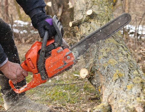 Cutting Fallen Tree — Mt Prospect, IL — Roy’s Tree Service Cutting Fallen Tree — Mt Prospect, IL — Roy’s Tree Service