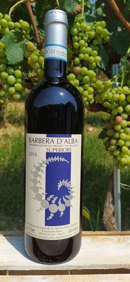 barbera d'alba DOC