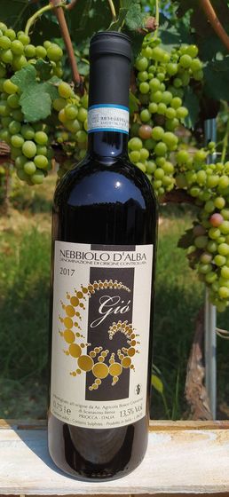 nebbiolo d'alba