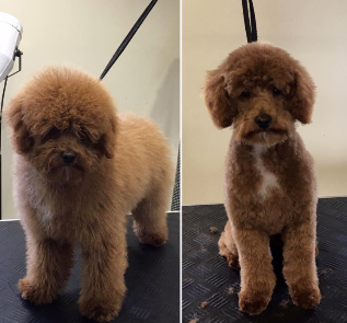 groomed brown dog