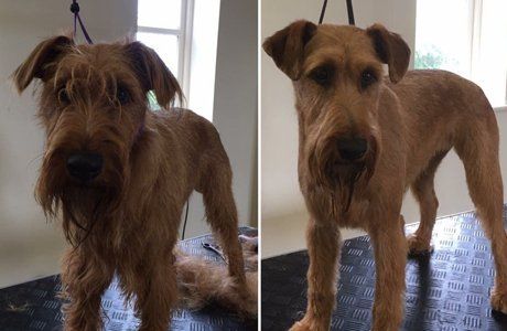 before and after dog grooming service 4