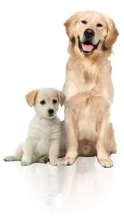 pup and mother