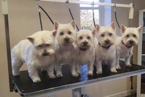 5 puppies