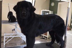 Black dog