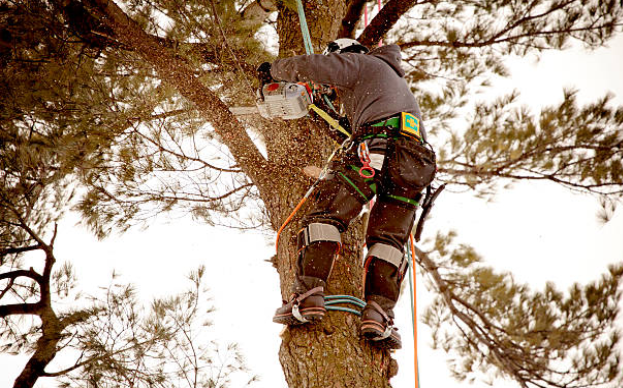 tree removal