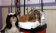 Grooming, Pet Grooming in Brookline, MA Grooming, Pet Grooming in Brookline, MA