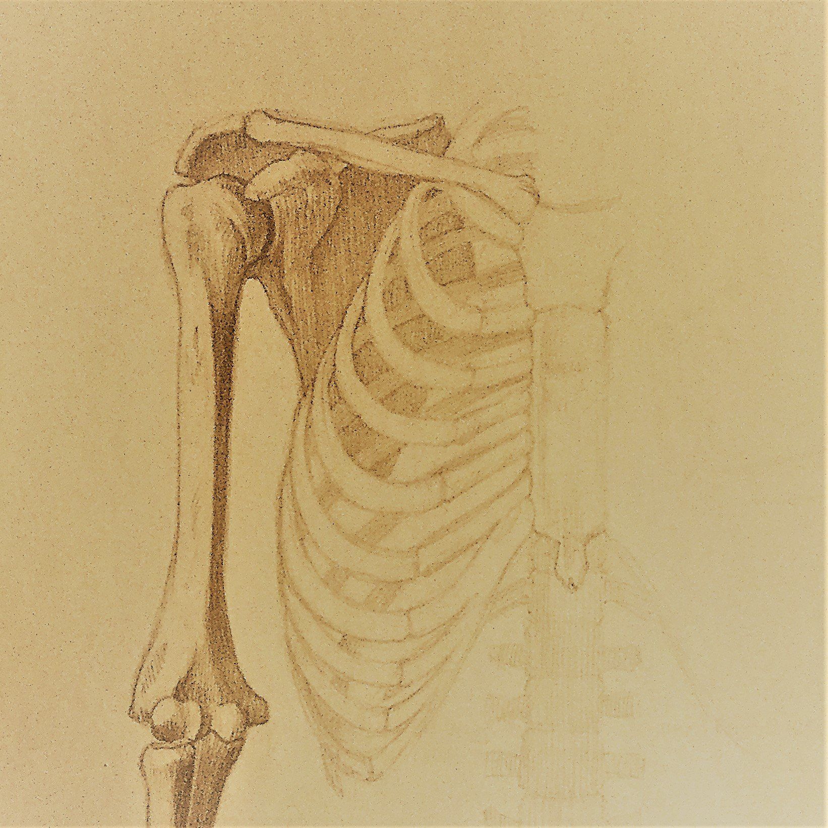 Musculoskeletal Issues - Back Into Balance Family Chiropractic