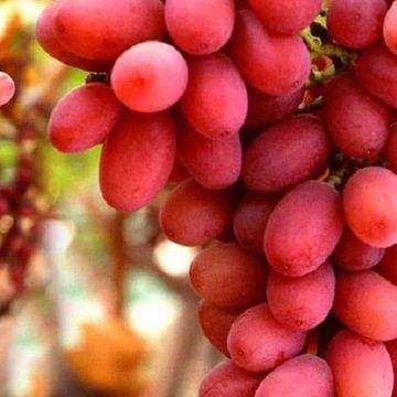 Crimson Seedless Grapes