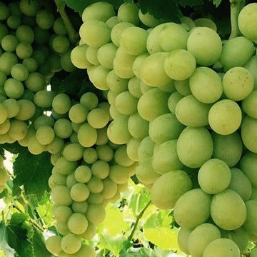 Menindee Seedless Grapes