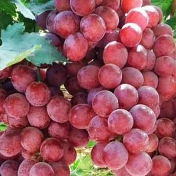 Red Globe Grapes