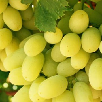Thompson Seedless Grapes