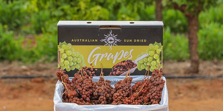 Dried Grapes Dried Grapes