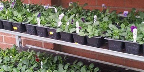 seasonal plants