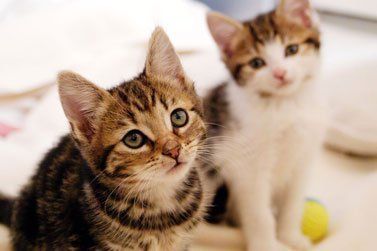cats looking