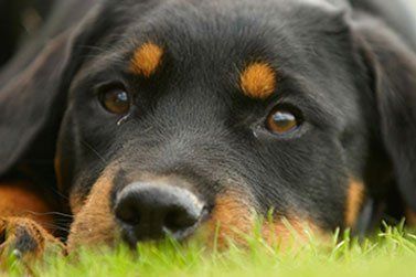 dog looking