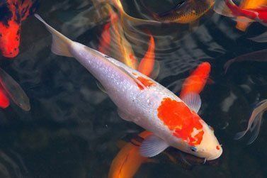 fishes