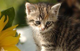 cat