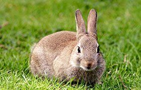 small animal