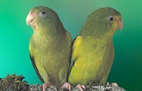 aviary bird