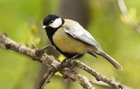 wild bird