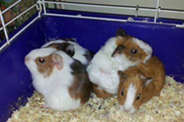 small animal cage