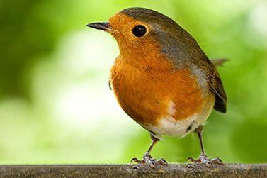 small bird