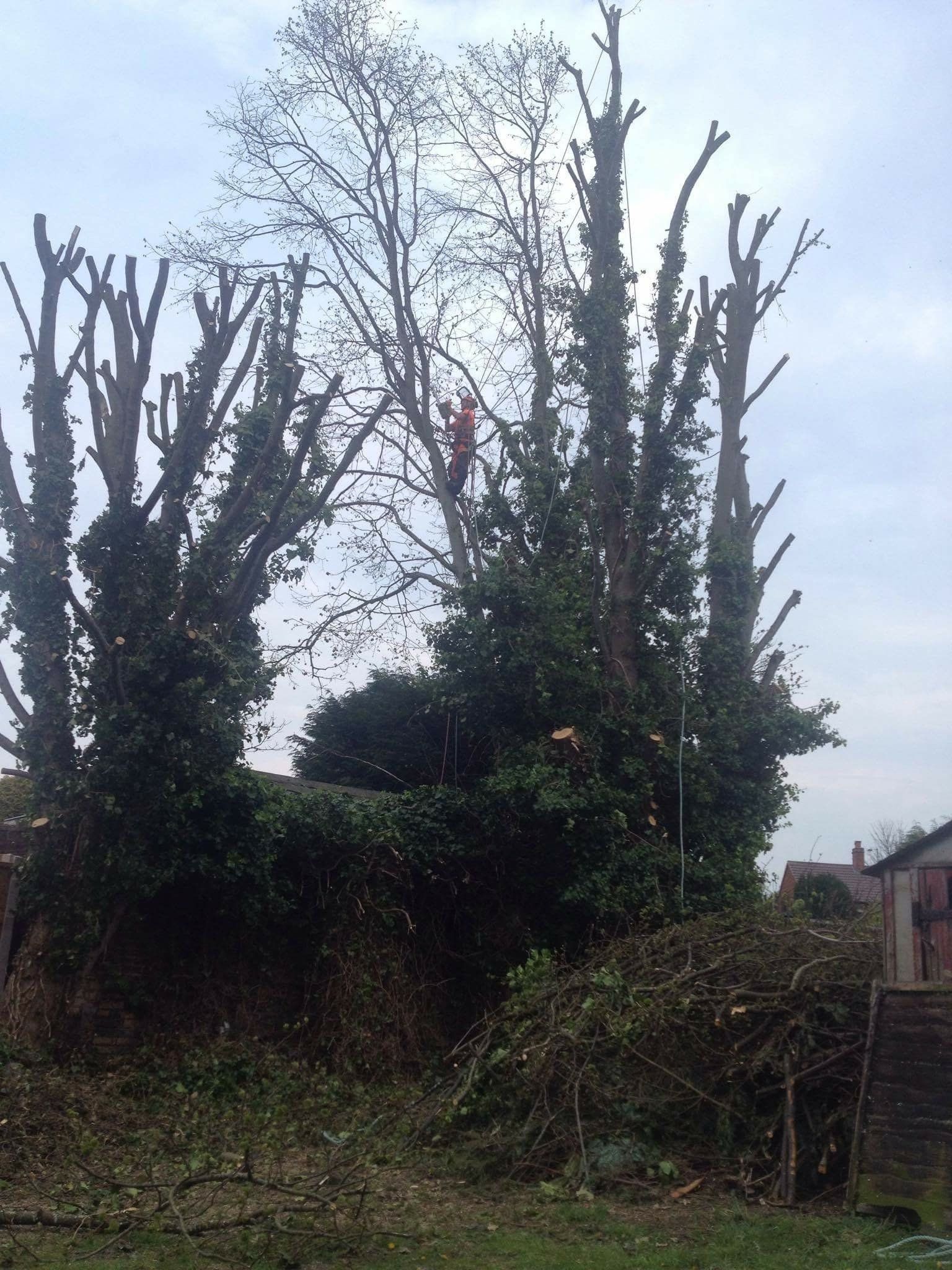 tree felling