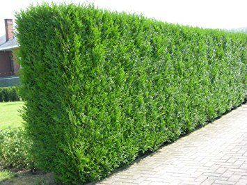hedge maintenance