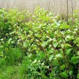Japanese knotweed and ivy removal