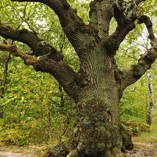 Forestry services for tree conservation and tree preservation