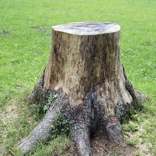 stump grinding