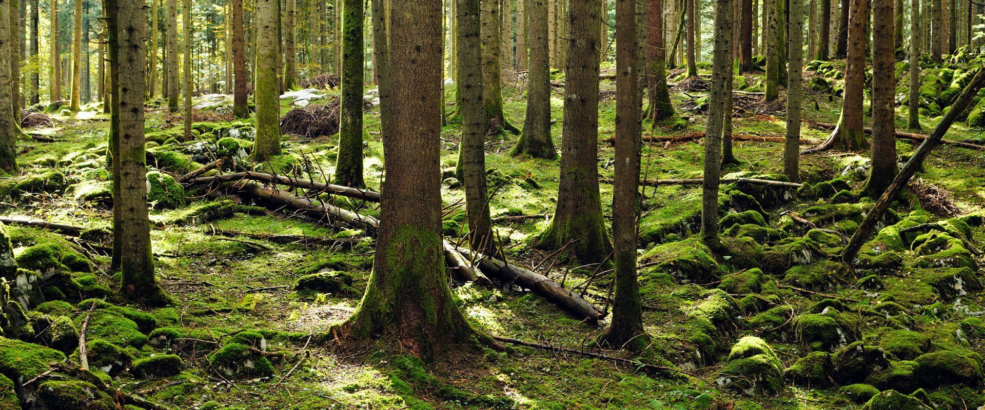 Tree conservation