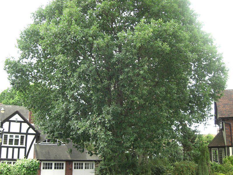 tree