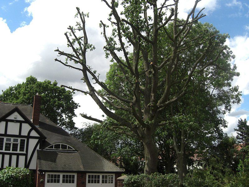 tree crowning