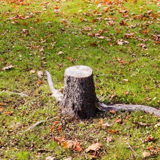 Have a stump free garden