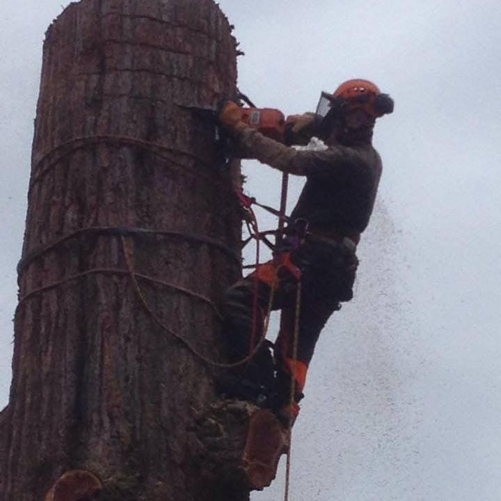tree surgeon