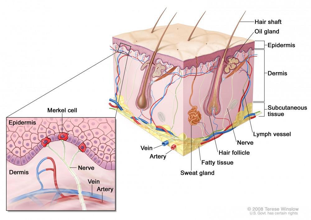 Merkel Cell Carcinoma | Pine Belt Dermatology