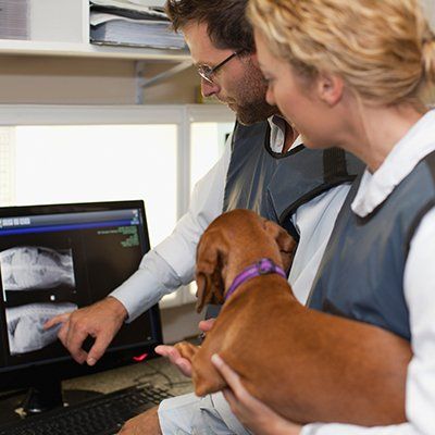 Vet Clinic — Veterinarians Examining X-rays in Office in Charleston County, SC