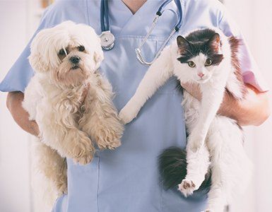 Veterinary Clinic — Vet Carrying a Dog and a Cat in Charleston County, SC Veterinary Clinic — Vet Carrying a Dog and a Cat in Charleston County, SC