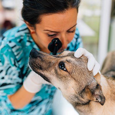 Vet — Veterinarian Checking the Dog's Eye in Charleston County, SC