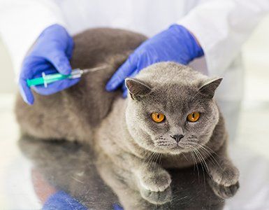 Pet Vaccines — Cat Having a Vaccine Injection in Charleston County, SC Pet Vaccines — Cat Having a Vaccine Injection in Charleston County, SC