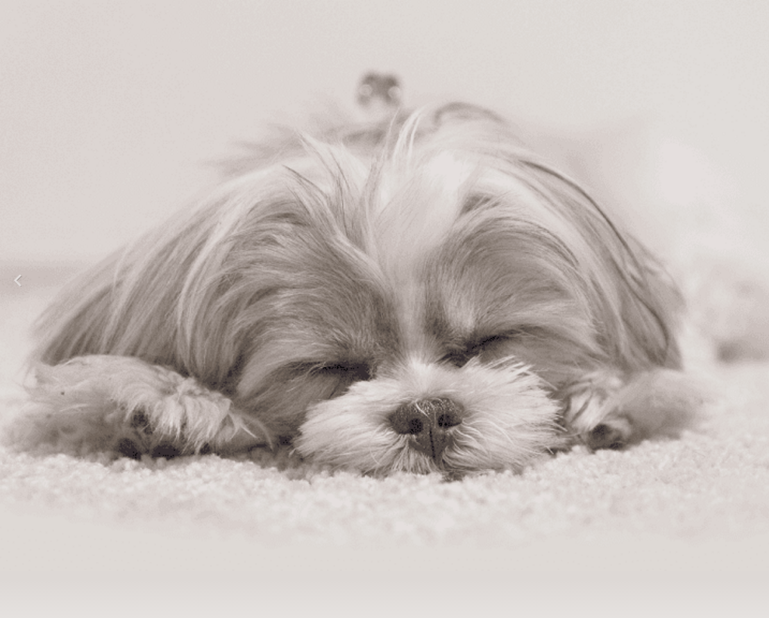 Carpet Cleaning Amarillo, TX
