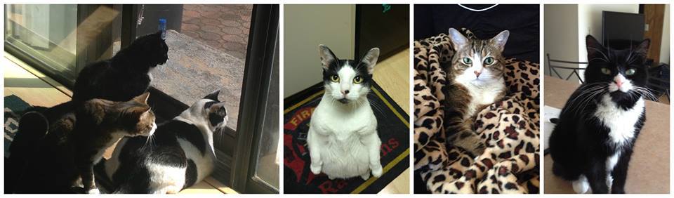 My Family Cats