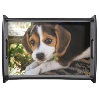 Beagle Dog Love