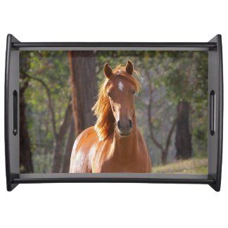 Horses I Love