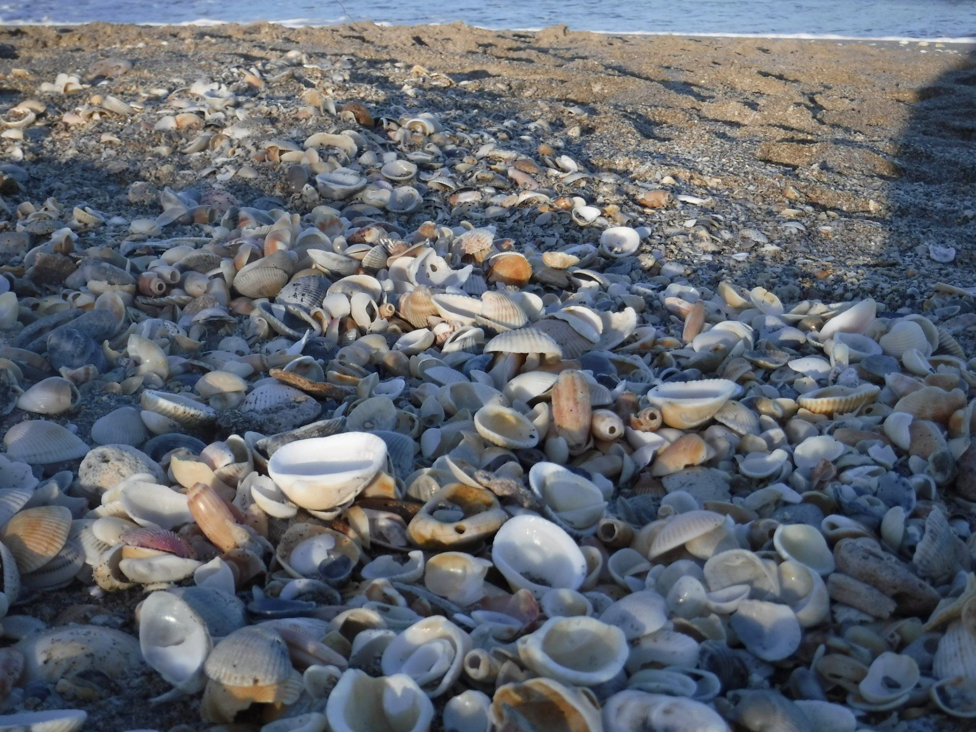 Sea Shell Hunting On The Beach In The Fall