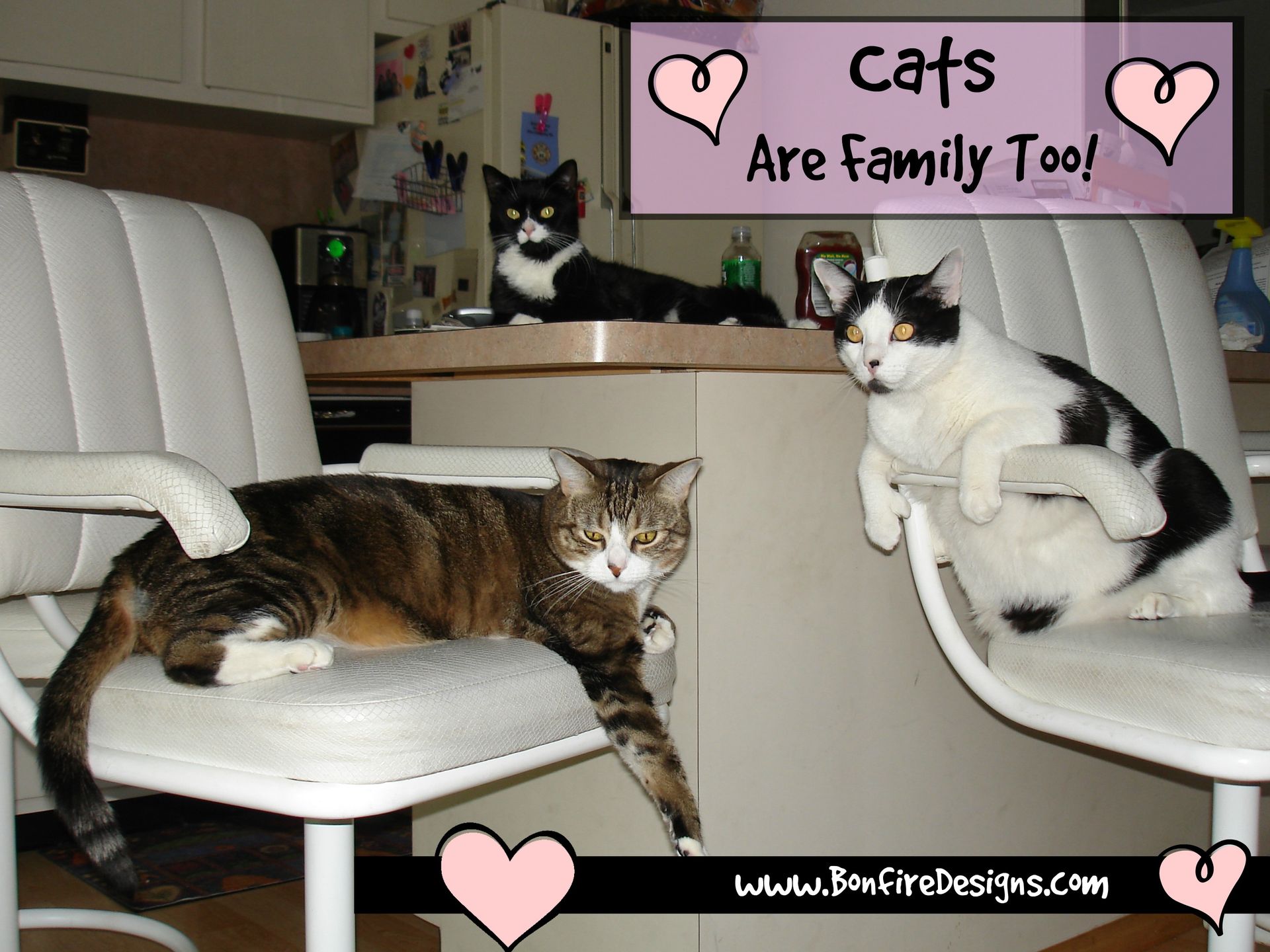 Cats Are My Family Too